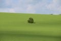 Green field with a lonely tree in early spring, Saxony, Germany. Royalty Free Stock Photo