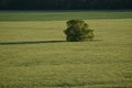 Green field. lonely tree Royalty Free Stock Photo