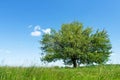 Green field and a lonely wild pear tree, against a background of blue sky and white cloud on a summer sunny day Royalty Free Stock Photo