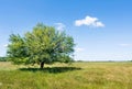 Green field and a lonely wild pear tree, against a background of blue sky and white cloud on a summer sunny day Royalty Free Stock Photo