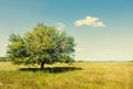 Green field and a lonely wild pear tree, against a background of blue sky and white cloud on a summer sunny day Royalty Free Stock Photo