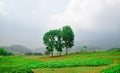 Green field with mahogany tress landscape