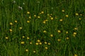 Yellow spearwort flowers in a field Royalty Free Stock Photo
