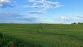 A green field in May with crops, it shows a clear road and tractor wheel tracks. Blue sky with light clouds and the Royalty Free Stock Photo