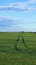 A green field in May with crops, it shows a clear road and tractor wheel tracks. Blue sky with light clouds and the Royalty Free Stock Photo