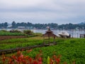 Green field and Mekong river during sunrise Royalty Free Stock Photo