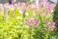 Green field in the morning,beautiful pink spring flowers on the Green bushes