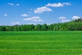 Green field og young wheat under blue sky Royalty Free Stock Photo