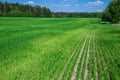 Green field og young wheat under blue sky Royalty Free Stock Photo