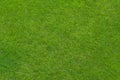 Green grass lawn, natural background Royalty Free Stock Photo