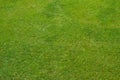 Green grass lawn, natural background Royalty Free Stock Photo