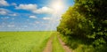 Green field of peas and the sun on a bright blue sky. Wide photo Royalty Free Stock Photo