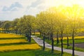 A green field planted with yellow rapeseed flowers against a blue summer sky. path with trees between the fields. sunny sky over a Royalty Free Stock Photo