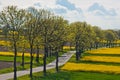 A green field planted with yellow rapeseed flowers against a blue summer sky. path with trees between the fields. sunny sky over a Royalty Free Stock Photo