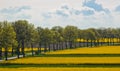 A green field planted with yellow rapeseed flowers against a blue summer sky. path with trees between the fields. sunny sky over a Royalty Free Stock Photo