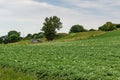 Green field with a potato crop, a hill with trees and a tractor working in the background Royalty Free Stock Photo