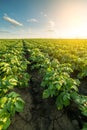 Green field of potato crops in a row