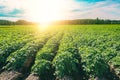 Green field of potato crops in a row at sunset in Finland