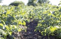 Green field of potatoes in a row. Potato plantations, solanum tuberosum. Harvest planted on an agricultural field. Summer Royalty Free Stock Photo