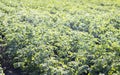 Green field of potatoes in a row. Potato plantations, solanum tuberosum. Harvest planted on an agricultural field. Summer Royalty Free Stock Photo