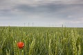 Green field with power