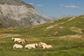 Green field with resting cattle against the background of mountains. Catalan Pyrenees, France.