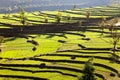 Green field of rice