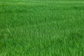 Green Field Rice Lawn Surface Wild Natural Background