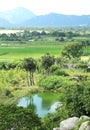 Green field of rice, trees and hills landscape Royalty Free Stock Photo