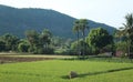 Green field of rice, trees and hills landscape Royalty Free Stock Photo