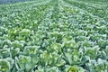 Green field of ripe cabbage ready to harvest