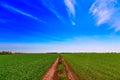 Green field road divided in half Royalty Free Stock Photo