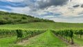 green field with rows of vines for harvesting Ripe grapes for the production of fine wines Royalty Free Stock Photo