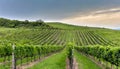 green field with rows of vines for harvesting Ripe grapes for the production of fine wines Royalty Free Stock Photo