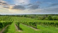 green field with rows of vines for harvesting Ripe grapes for the production of fine wines