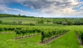 green field with rows of vines for harvesting Ripe grapes for the production of fine wines Royalty Free Stock Photo