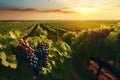 Green field with rows of vines for harvesting. Ripe grapes for the production of fine wines. Royalty Free Stock Photo