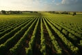 Green field with rows of vines for harvesting. Ripe grapes for the production of fine wines. Royalty Free Stock Photo