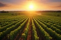 Green field with rows of vines for harvesting. Ripe grapes for the production of fine wines. Royalty Free Stock Photo