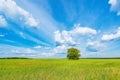 Green field with rye and lonely tree under the blue sky Royalty Free Stock Photo