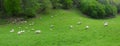 Green field, sheep grazing