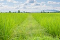 Green field and sky with white clouds.