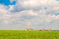 Green field slope and low rise individual housing residential neighborhood. Belgorod city, Southwest 2.1 district, Russia. Royalty Free Stock Photo