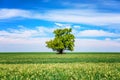 Green field with solitary tree under blue sky in spring. Lone tree in a green field Royalty Free Stock Photo