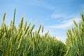 Green field in spring