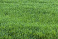 Dense shoots of wheat or rye. Young Wheat seedlings.