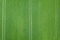 Green field spring season. Aerial view. Wheat. Royalty Free Stock Photo