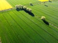 Green field in spring, Zulawy Poland