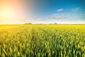 Green field of sprouting wheat Royalty Free Stock Photo