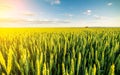 Green field of sprouting wheat Royalty Free Stock Photo